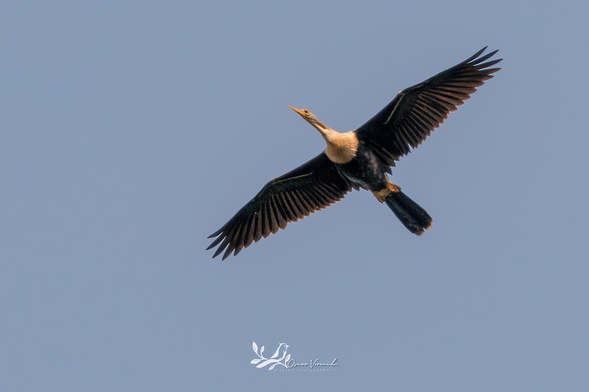 Anhinga - ML646224104