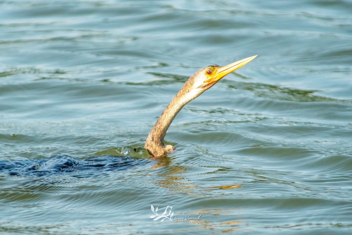 Anhinga - ML646224106