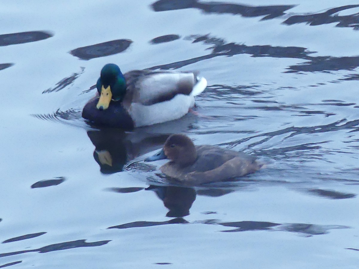 Redhead - ML646224107