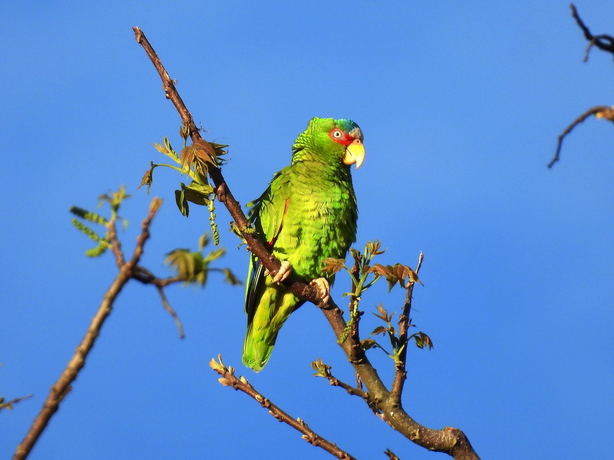 White-fronted Amazon - ML646224123