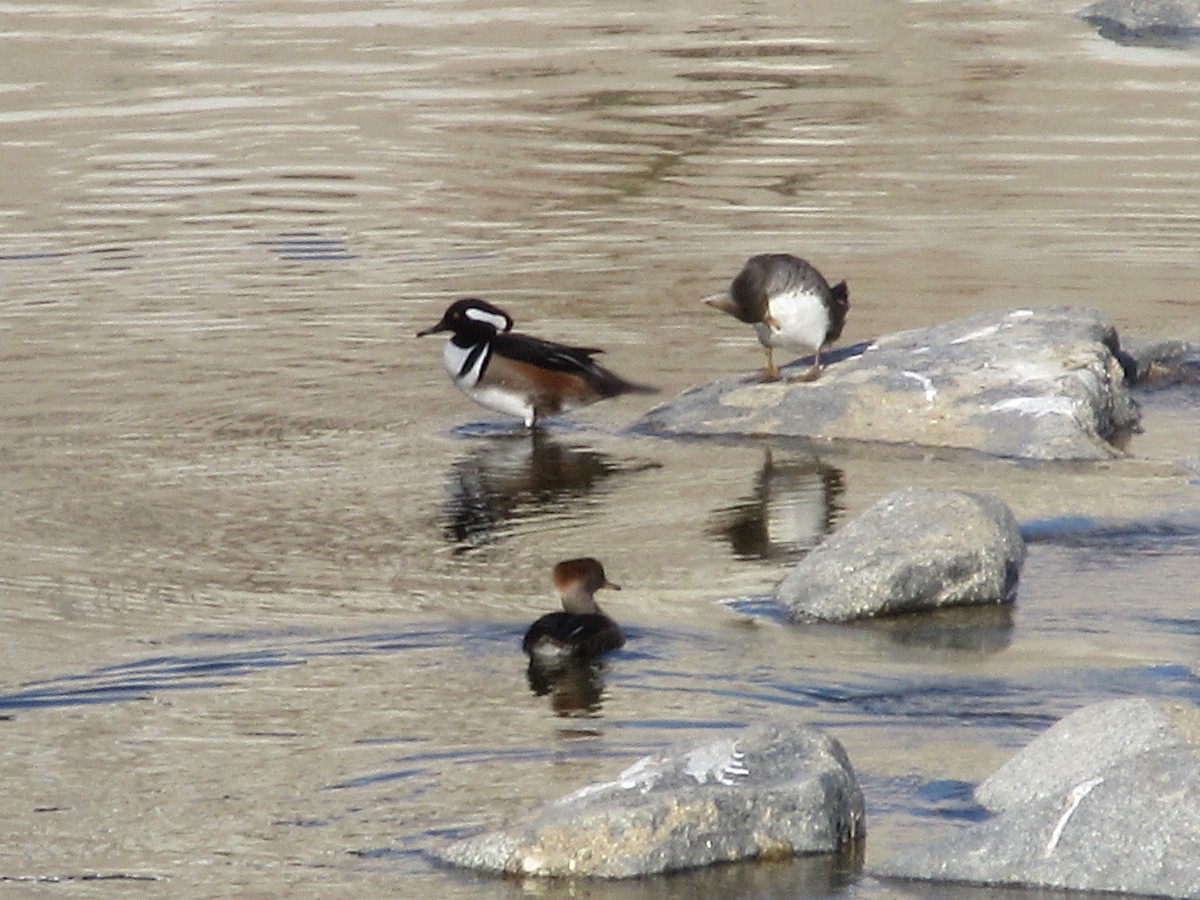 Капюшоновый крохаль - ML646224124