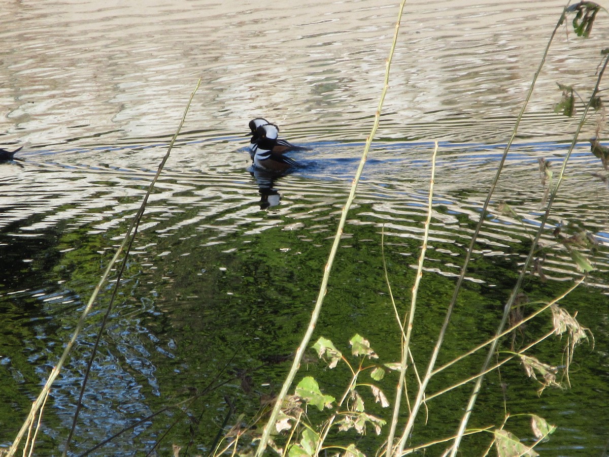 Капюшоновый крохаль - ML646224125