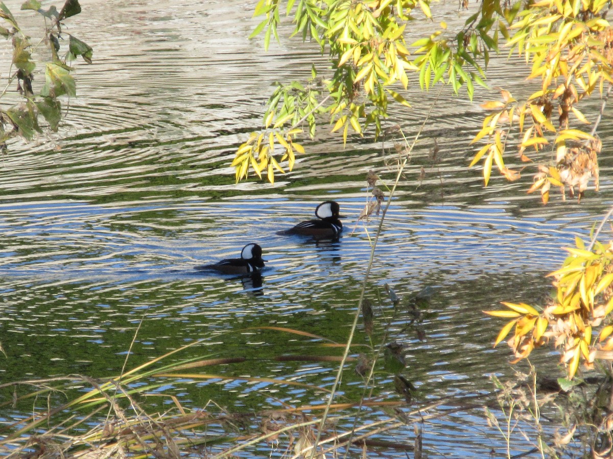 Капюшоновый крохаль - ML646224126