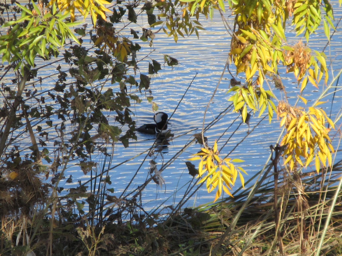 Капюшоновый крохаль - ML646224127