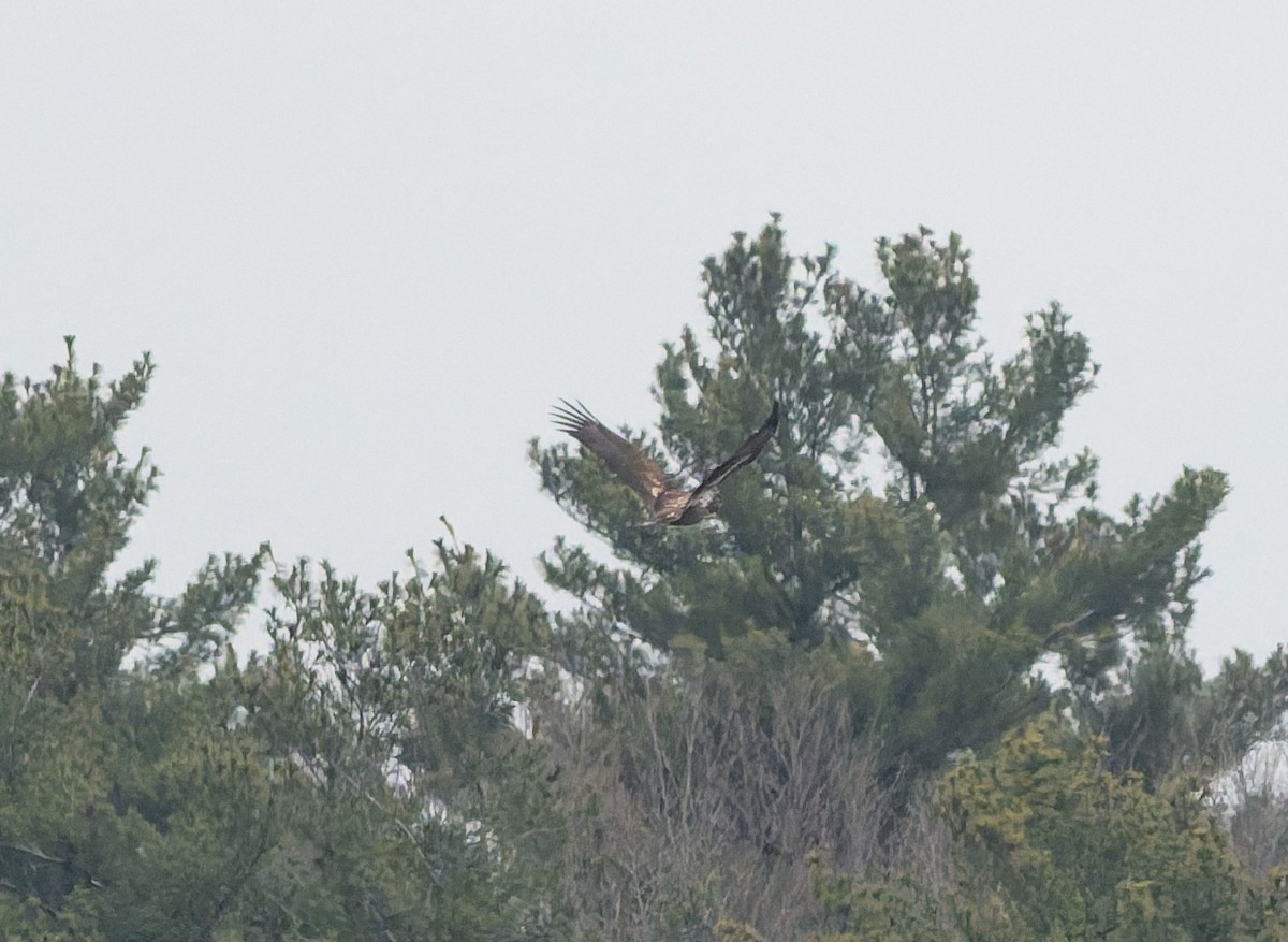 Bald Eagle - ML646224137