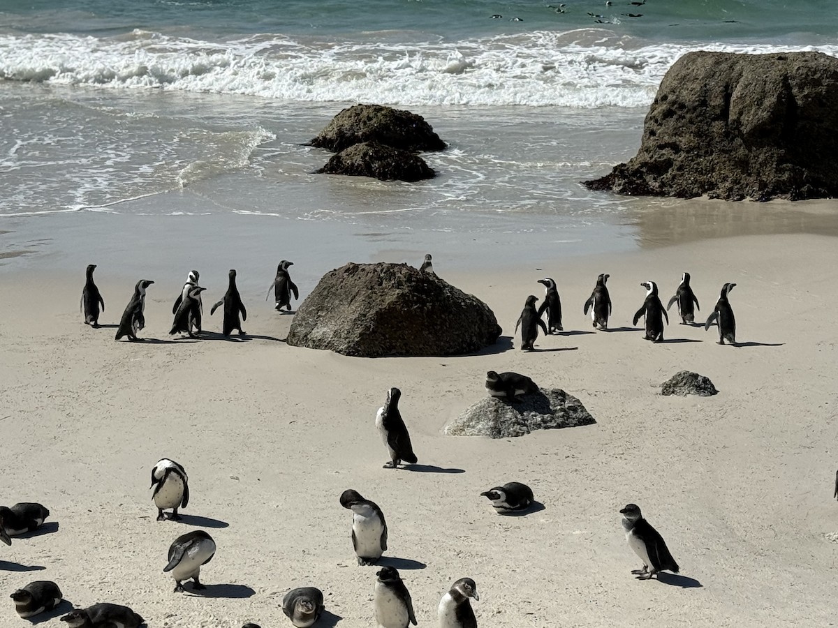 African Penguin - ML646224139