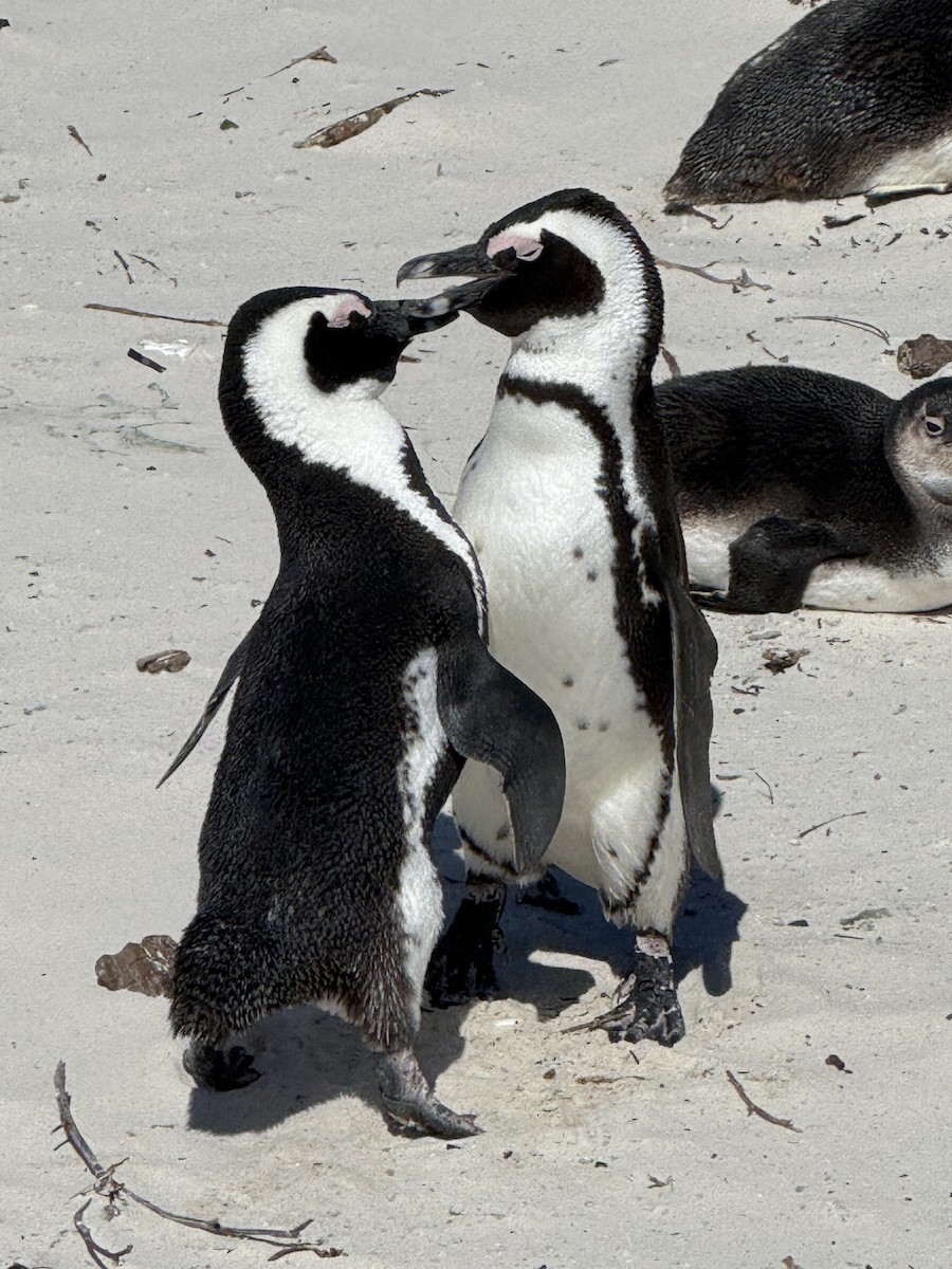 African Penguin - ML646224140