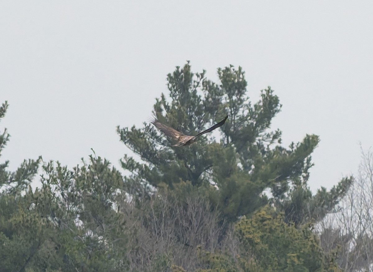 Bald Eagle - ML646224141