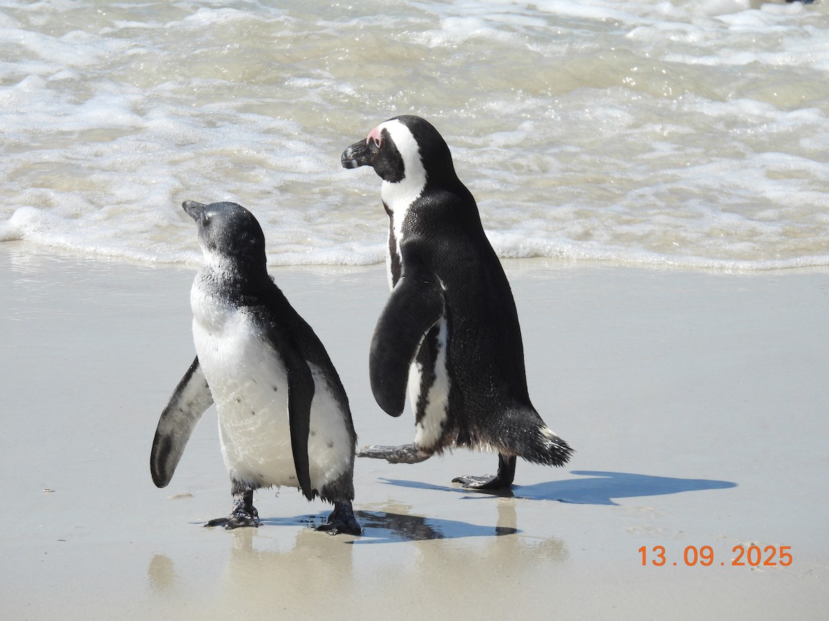 African Penguin - ML646224142