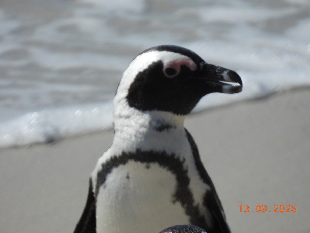African Penguin - ML646224143