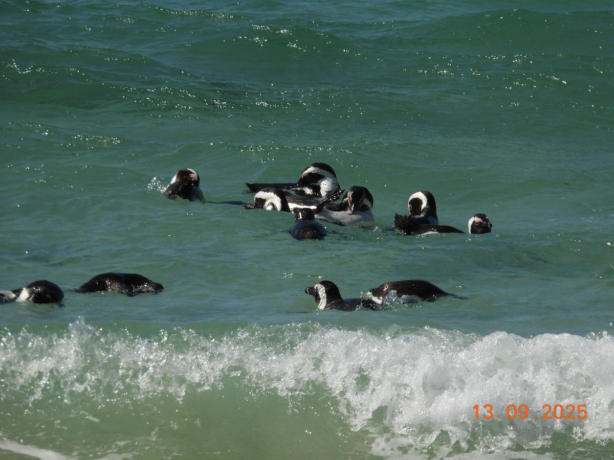 African Penguin - ML646224144