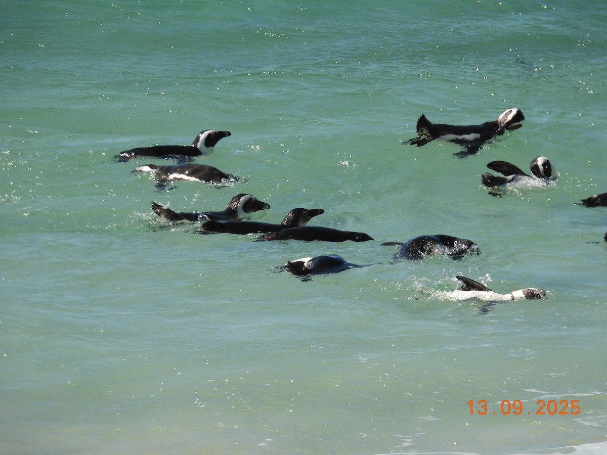 African Penguin - ML646224145