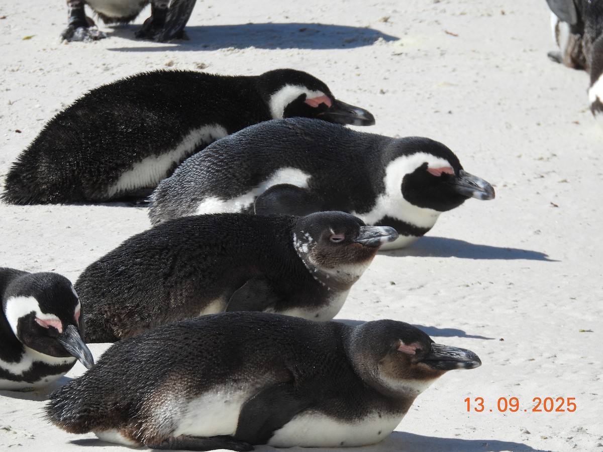 African Penguin - ML646224146