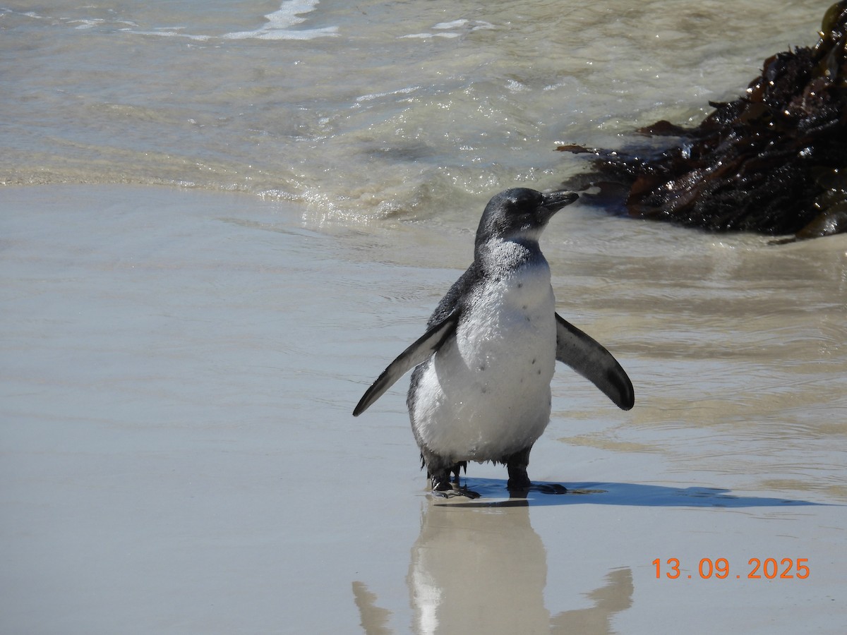 African Penguin - ML646224147