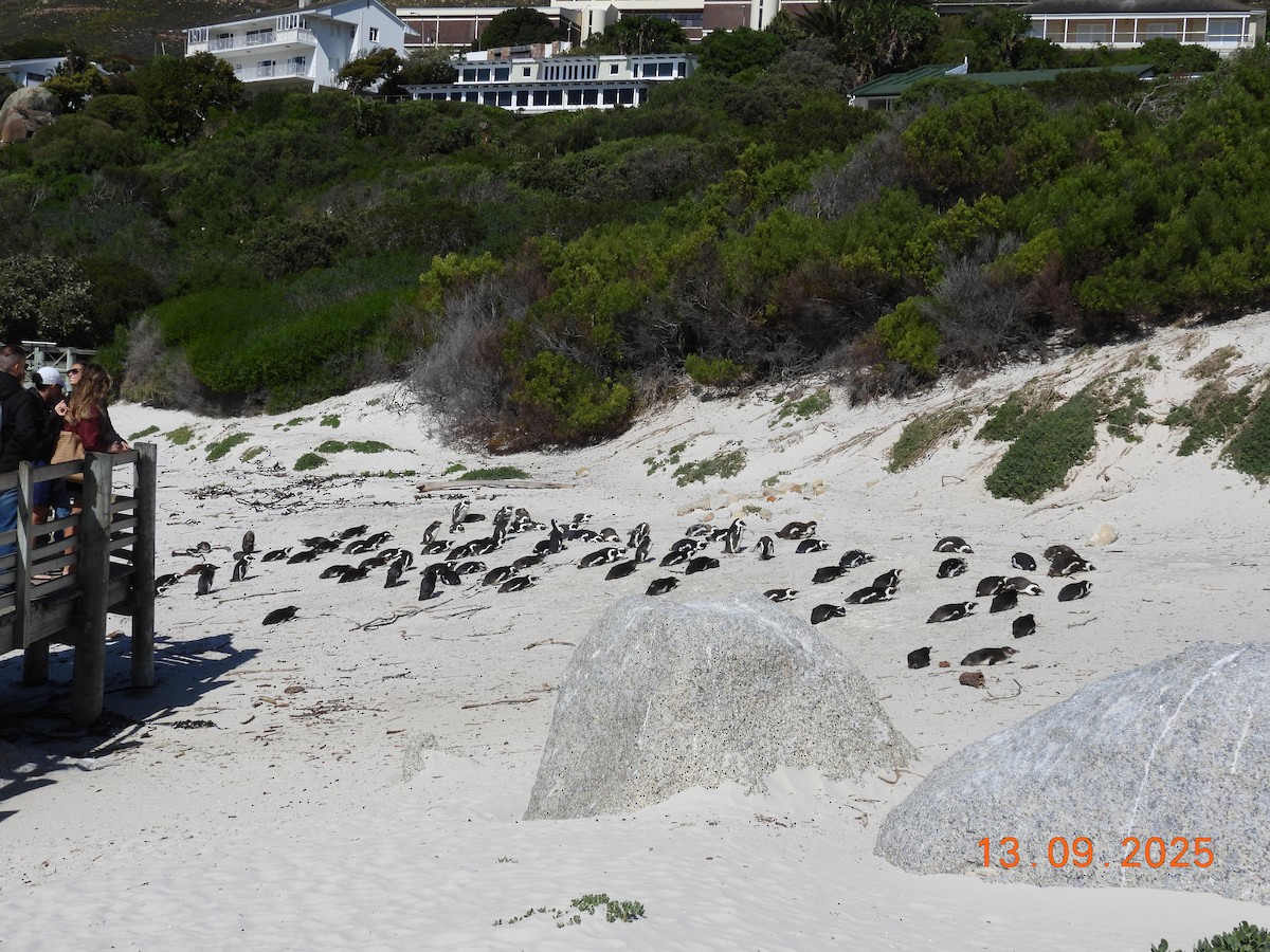 African Penguin - ML646224148