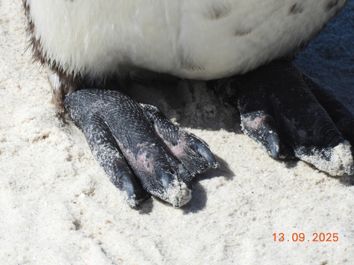 African Penguin - ML646224149