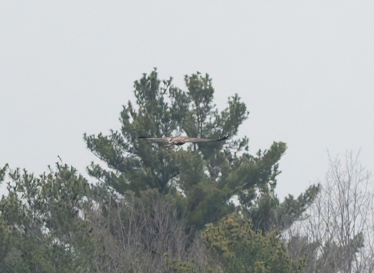 Bald Eagle - ML646224150