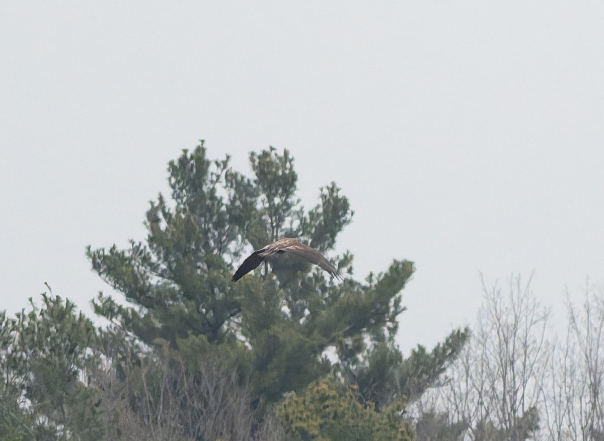 Bald Eagle - ML646224151