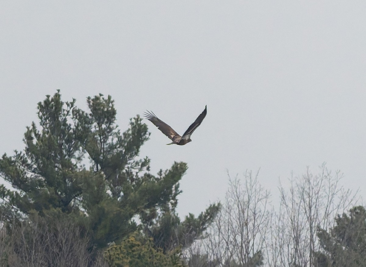 Bald Eagle - ML646224152