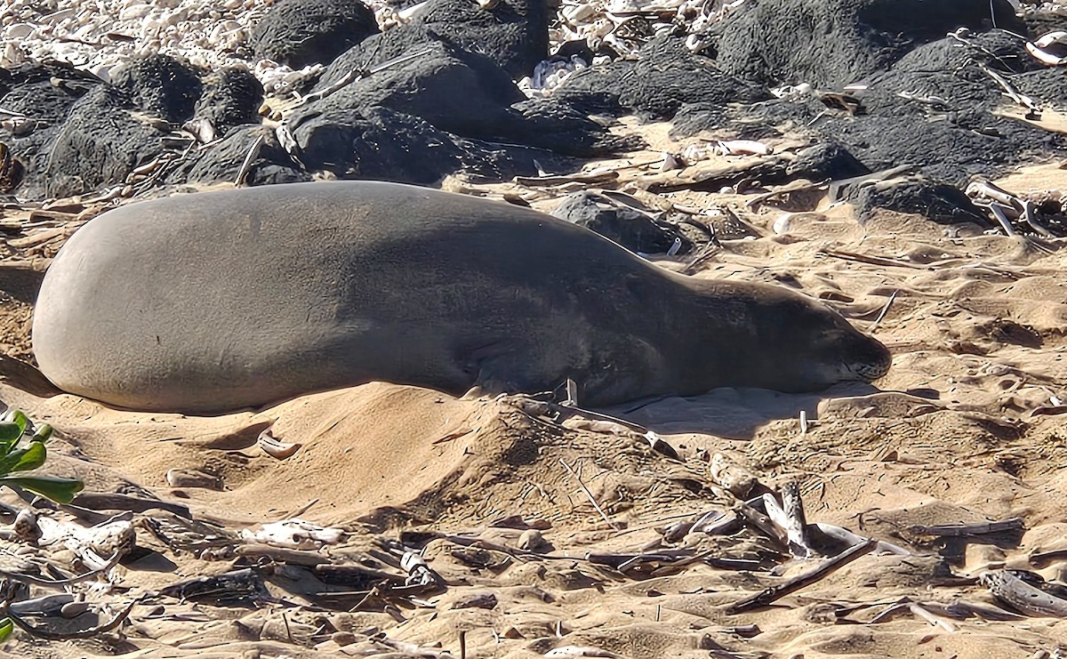 Hawaiian Monk Seal - ML646224154