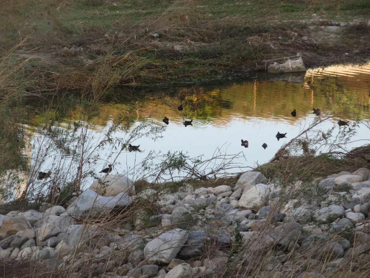 Капюшоновый крохаль - ML646224155