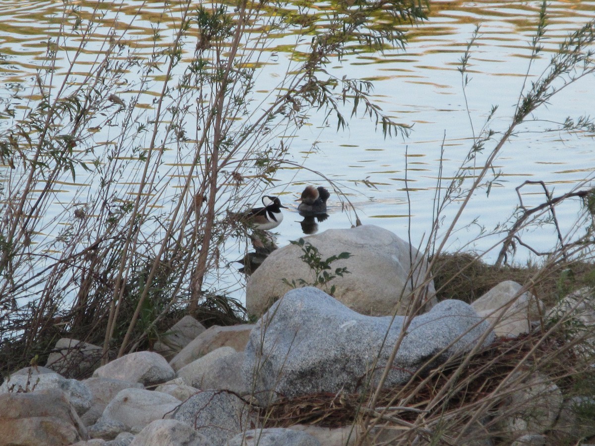 Капюшоновый крохаль - ML646224156