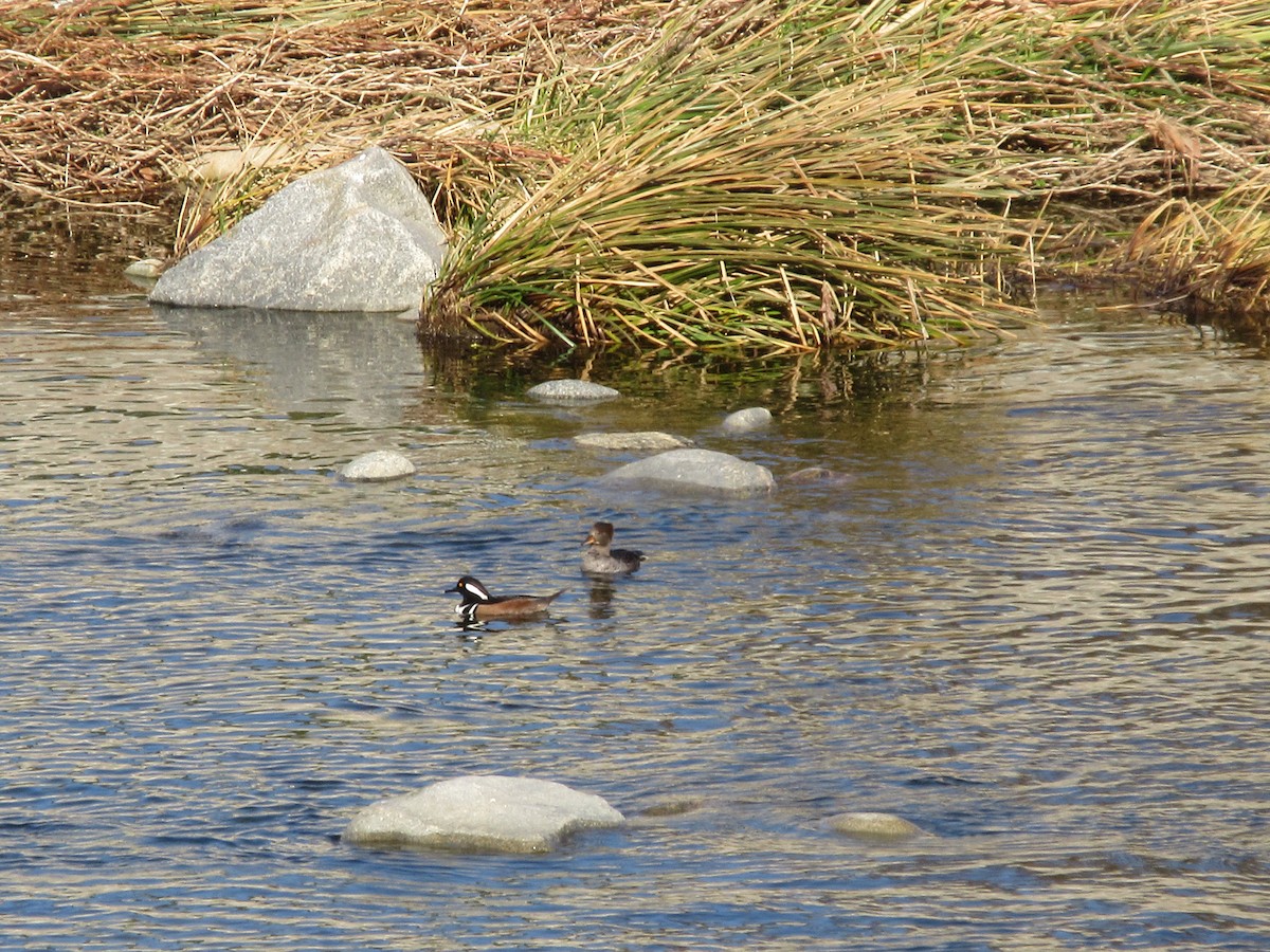 Капюшоновый крохаль - ML646224157