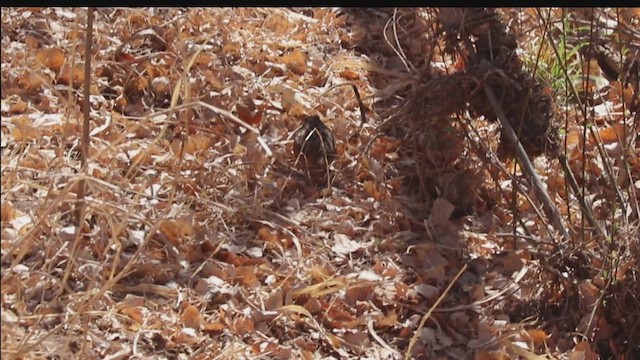 American Woodcock - ML646224158