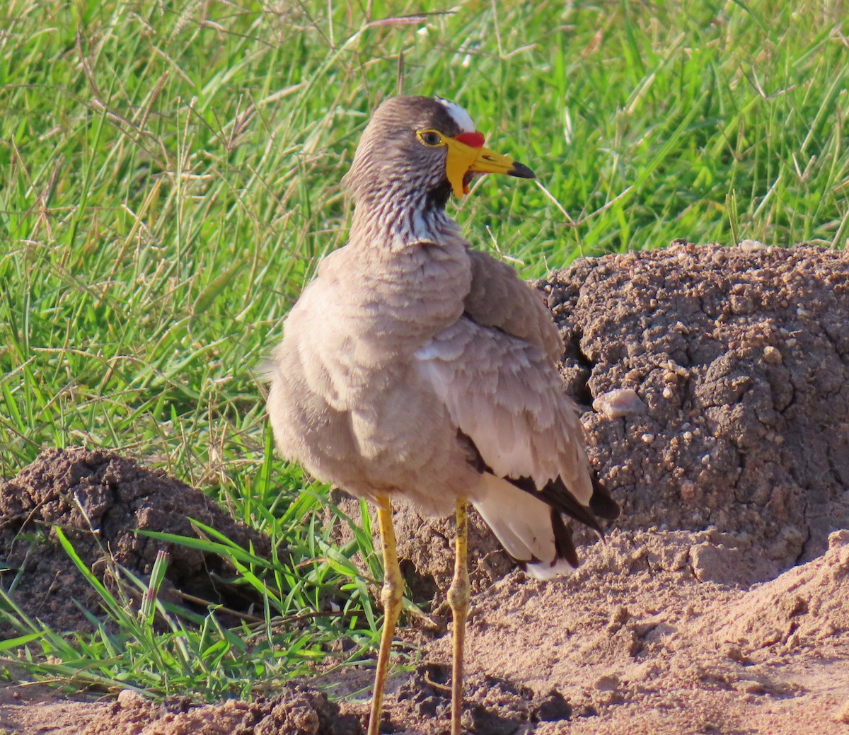 Wattled Lapwing - ML646224159