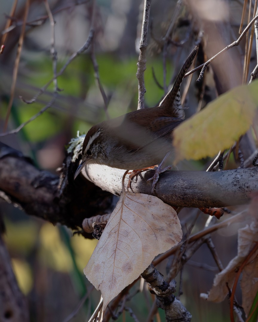 Підбуреник - ML646224161