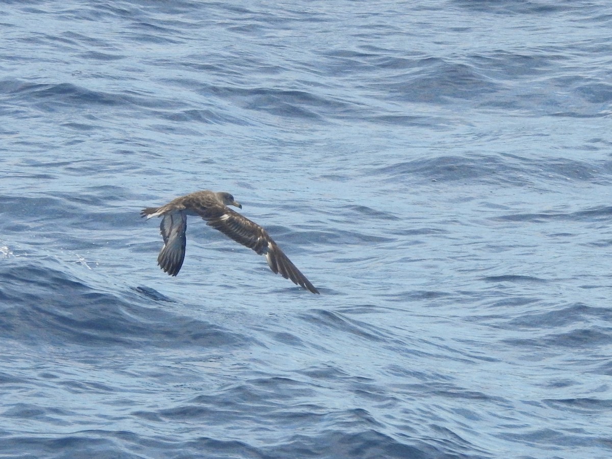 Scopoli's Shearwater - ML646224167