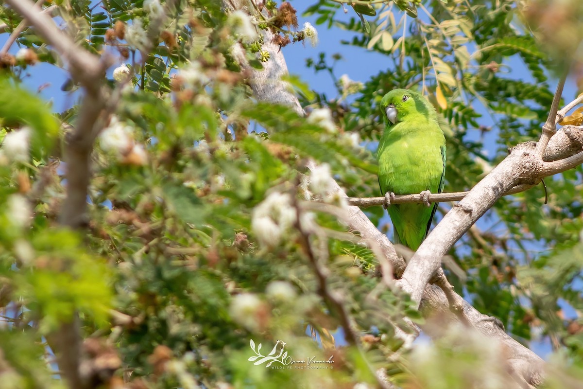 メキシコルリハシインコ - ML646224168