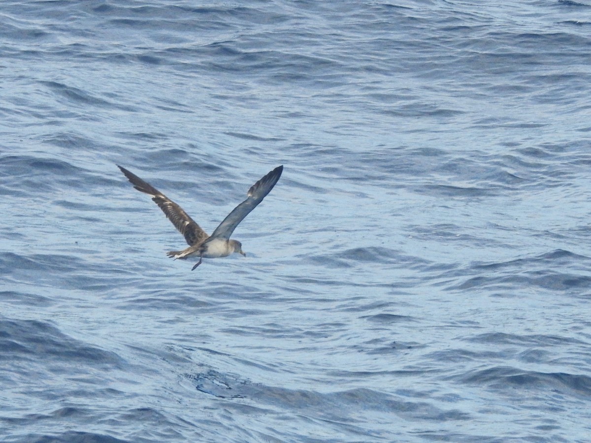 Scopoli's Shearwater - ML646224170