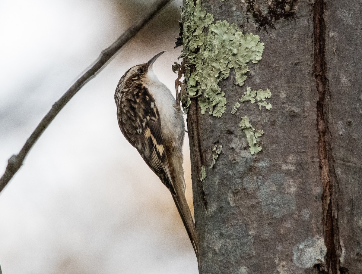 Brown Creeper - ML646224172