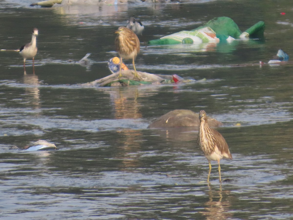 Hint Alaca Balıkçılı - ML646224173