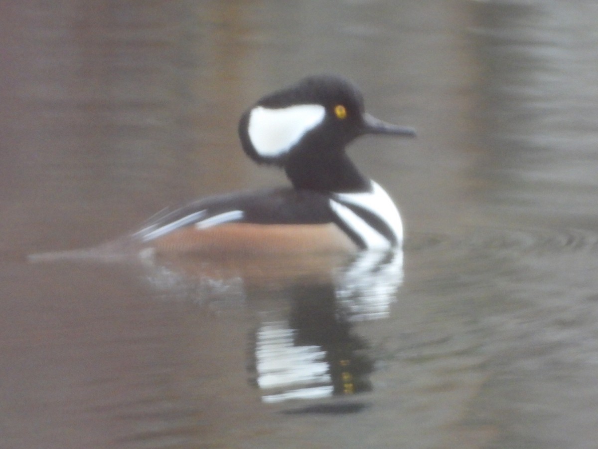 Капюшоновый крохаль - ML646224174