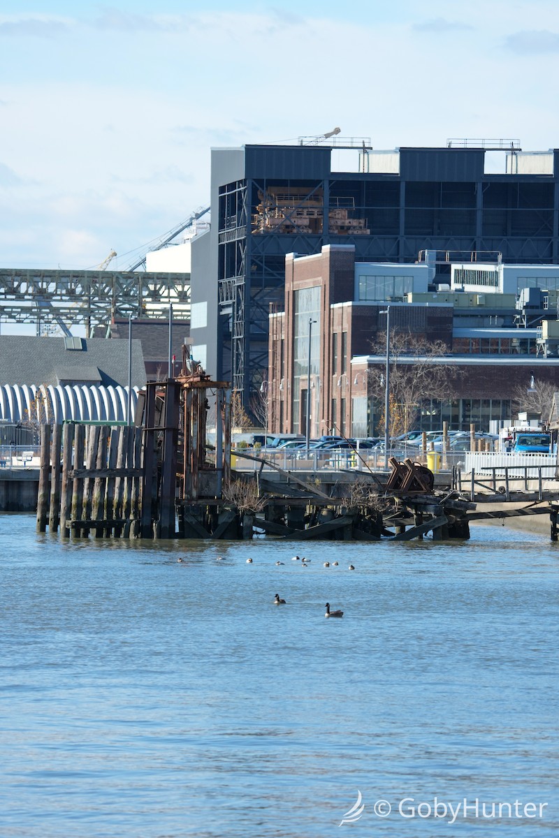 Canada Goose - ML646224182