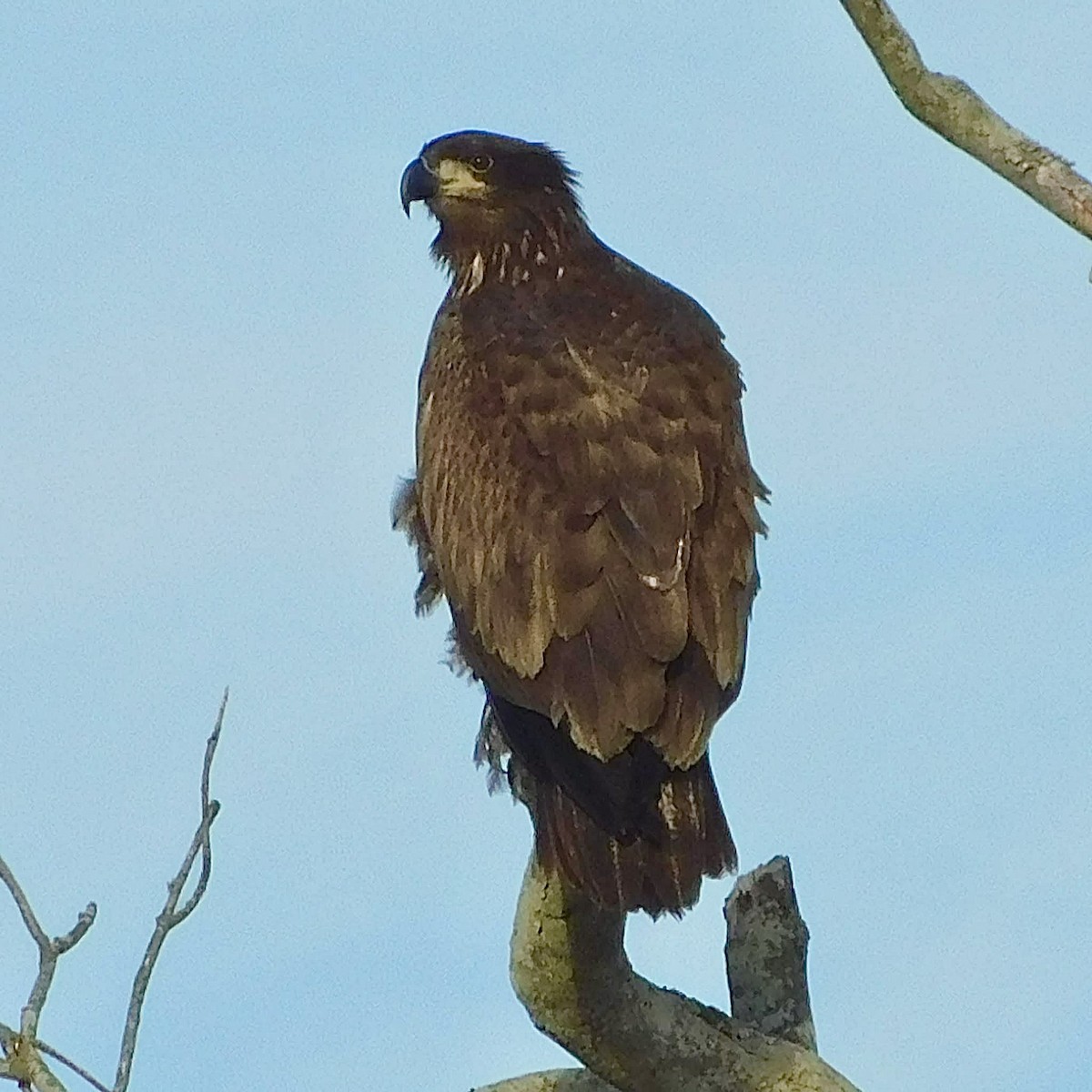 Pygargue à tête blanche - ML646224184