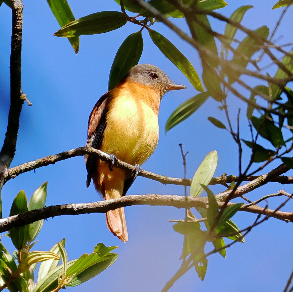 Rufous-tailed Attila - ML646224187