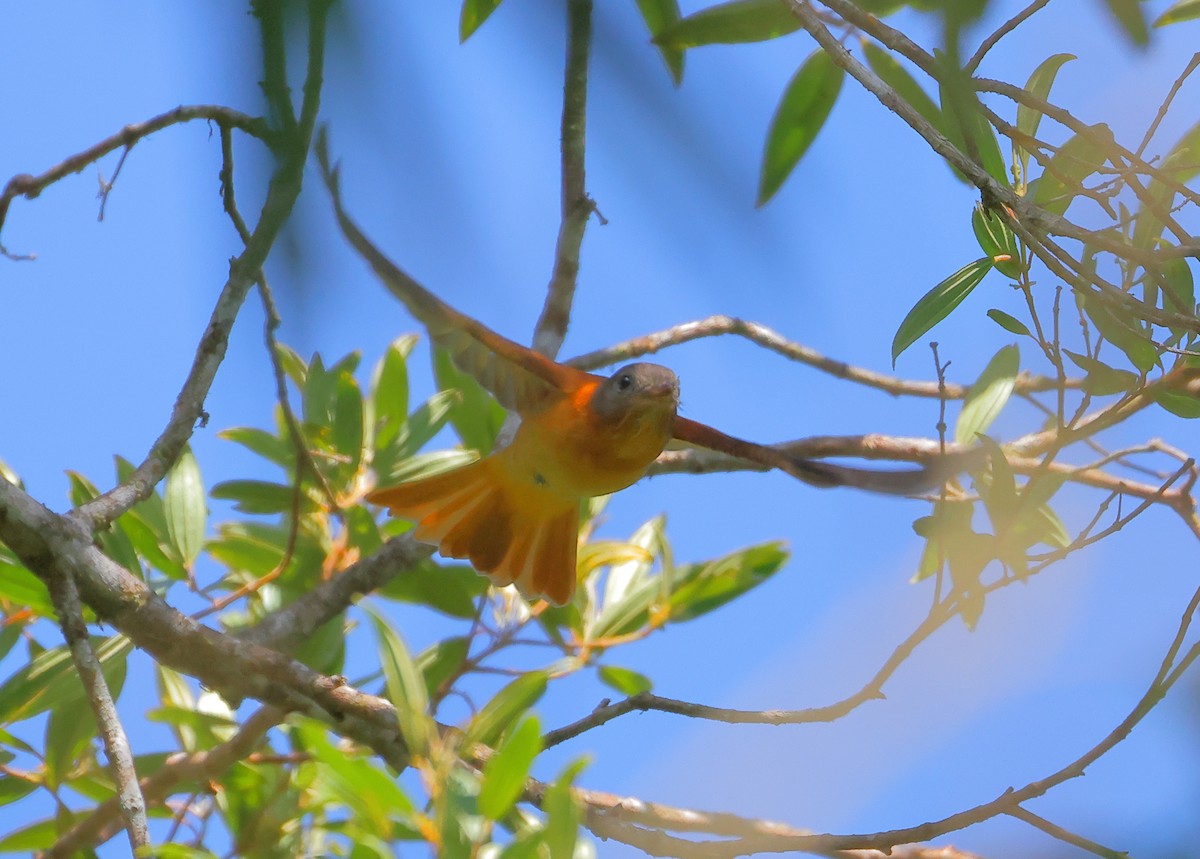 Rufous-tailed Attila - ML646224188