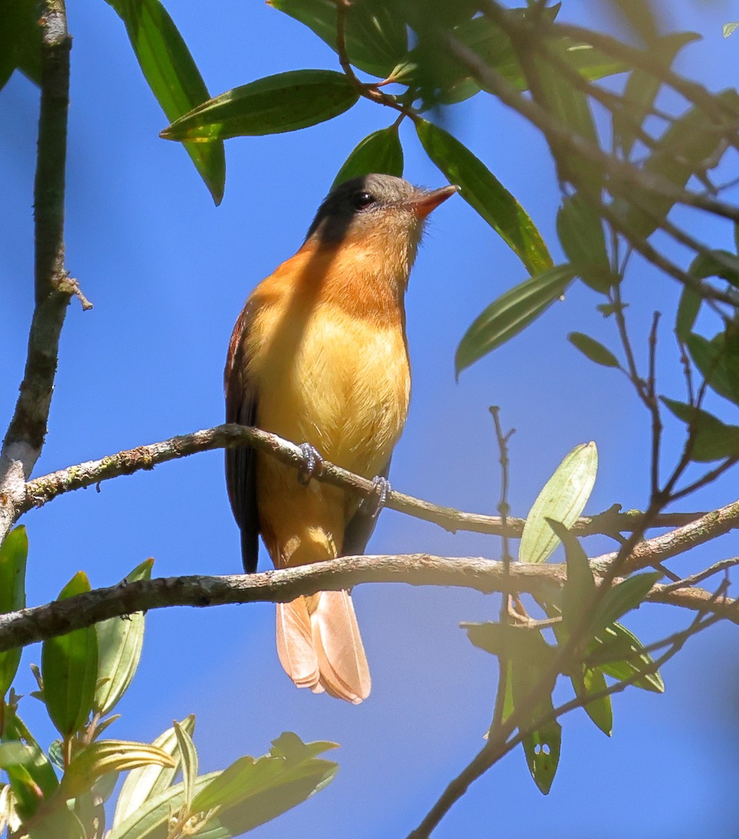 Rufous-tailed Attila - ML646224189