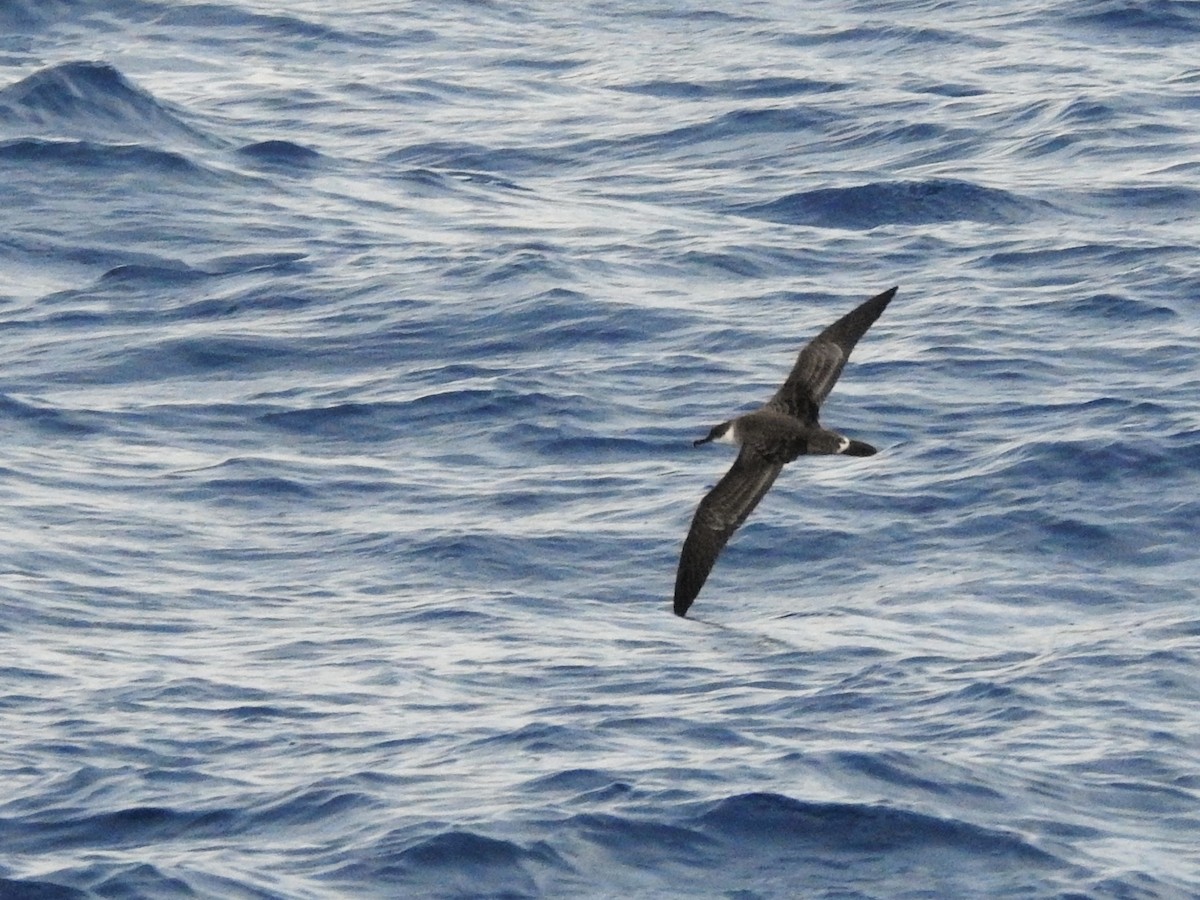 Great Shearwater - ML646224191