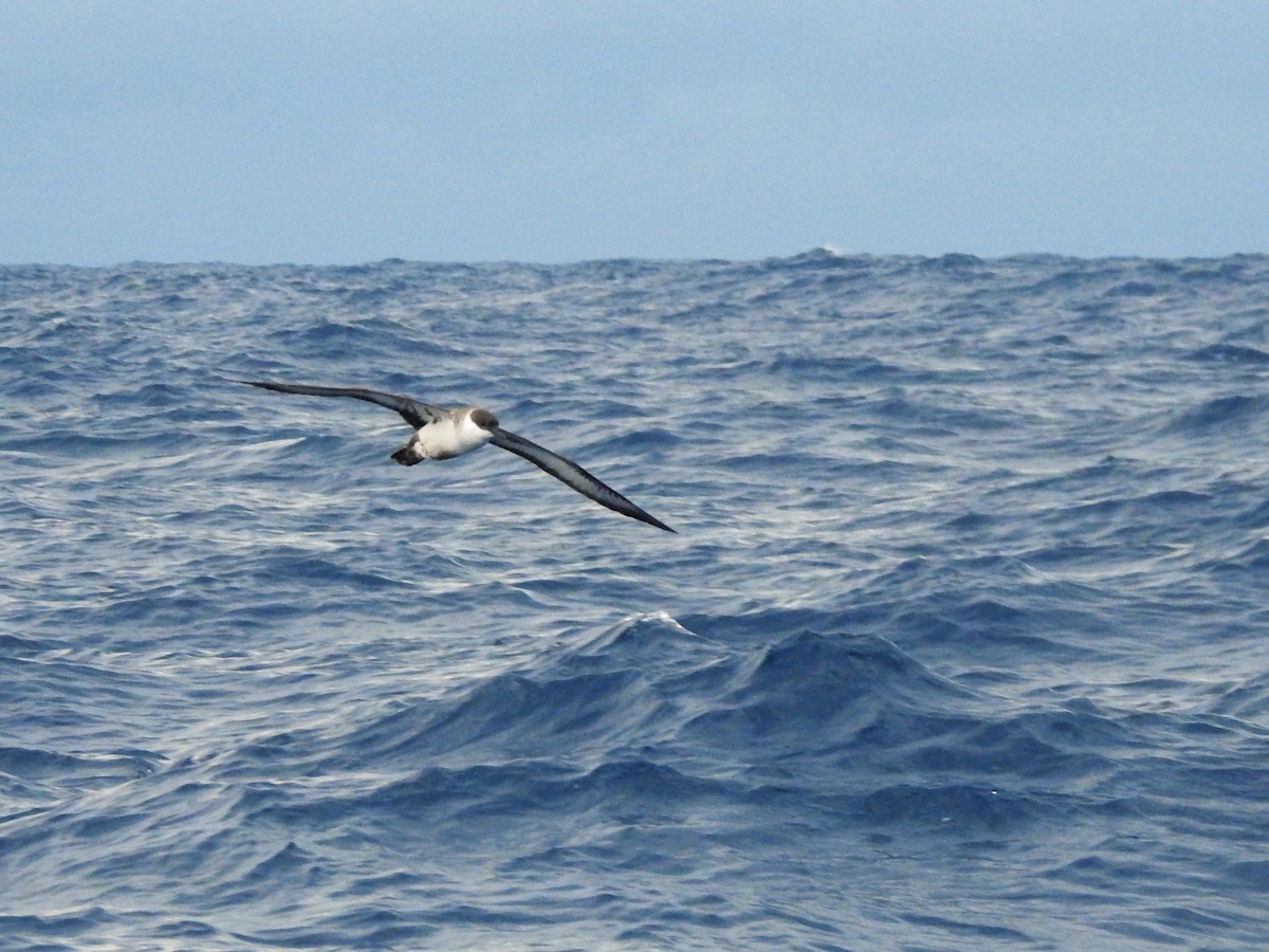 Great Shearwater - ML646224192