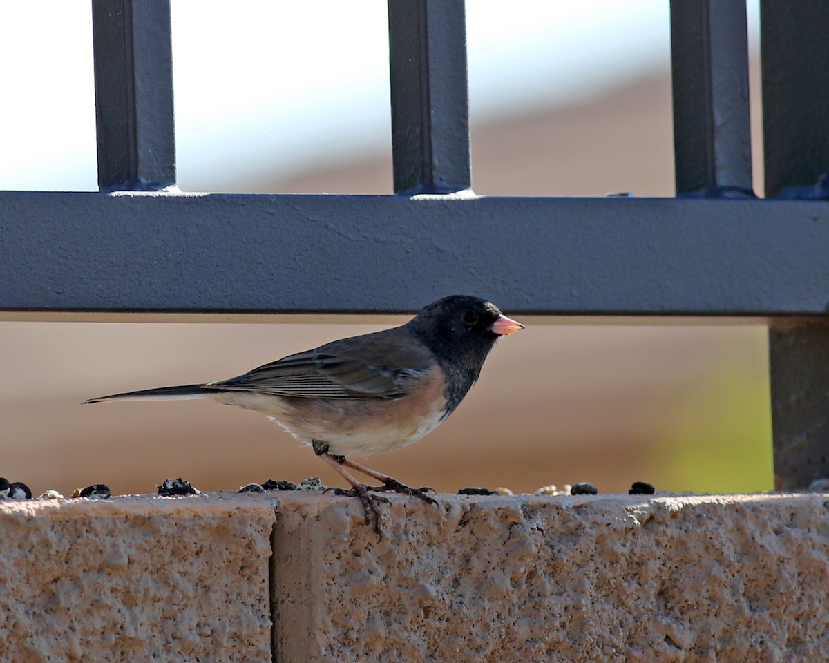 Dark-eyed Junco (Oregon) - ML646224201