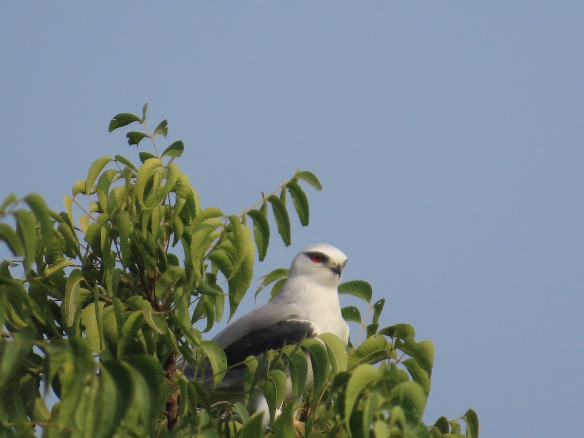 Black-winged Kite - ML646224202