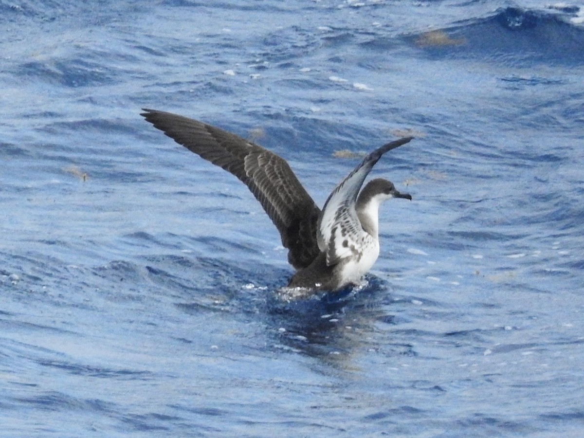 Great Shearwater - ML646224206