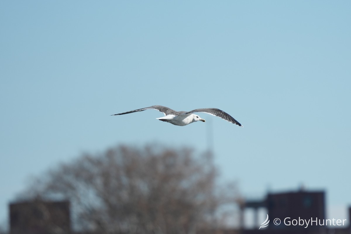 Great Black-backed Gull - ML646224207