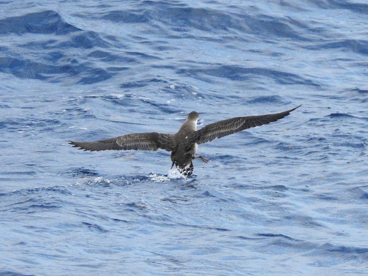 Great Shearwater - ML646224208