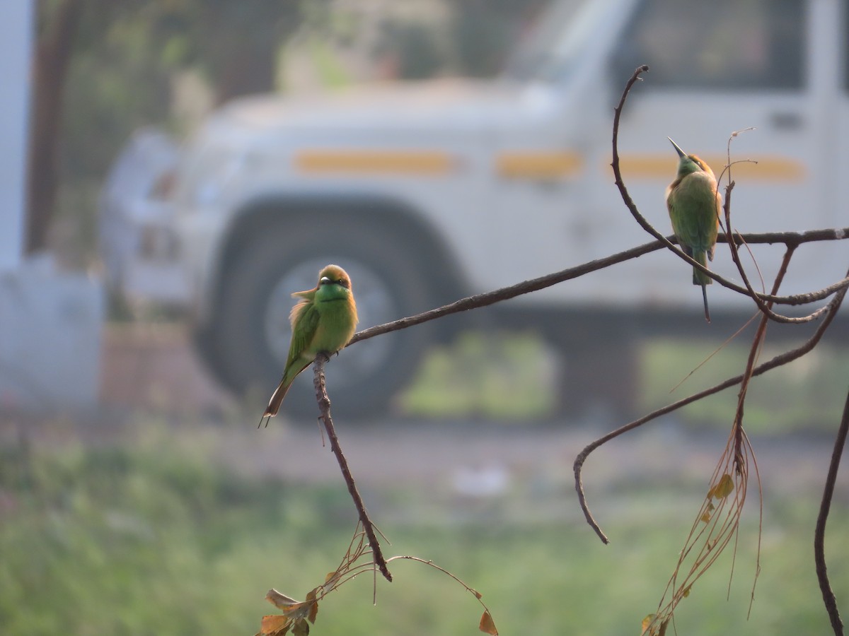 Asian Green Bee-eater - ML646224209