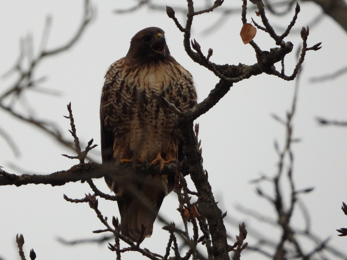 Red-tailed Hawk - ML646224210